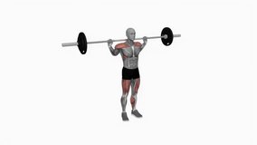 Barbell snatch balance powerlifting fitness exercise workout animation male muscle highlight demonstration at 4K resolution 60 fps crisp quality for websites, apps, blogs, social media etc.
