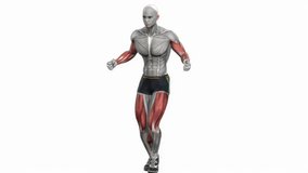 skipping fitness exercise workout animation male muscle highlight demonstration at 4K resolution 60 fps crisp quality for websites, apps, blogs, social media etc.