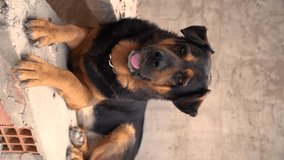 Mix of Rottweiler dog breed with German Shepherd. Resting lying on the stairs. Concept types of dogs. vertical video