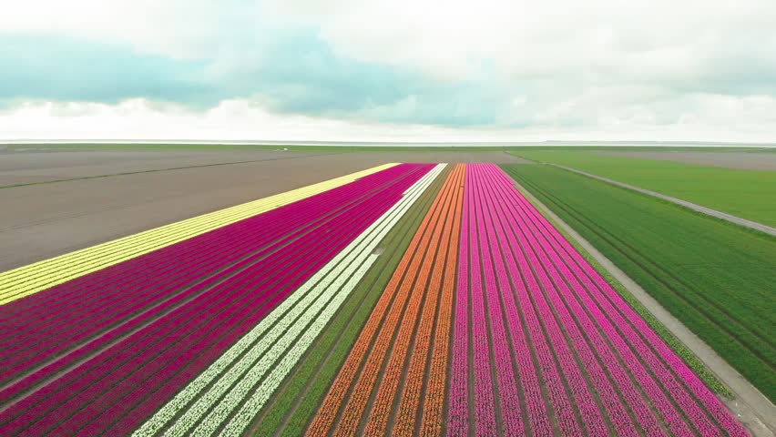 4k Aerial drone flying Magical landscape with beautiful tulips field in Netherlands on spring. Drone view Blooming multicolor dutch tulip fields in dutch landscape Holland. Travel vacation concept  | Shutterstock HD Video #1104319807