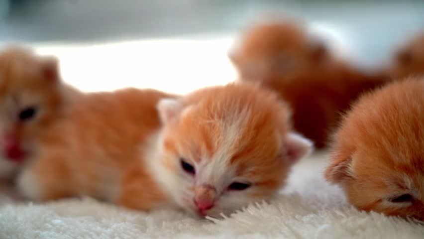 Newborn baby red cat sleeping on funny pose. Group of small cute ginger kitten. Sleep cozy nap time. Comfortable pets sleep at cozy home. Cute funny home pets. Domestic animal Young kittens. 4k video | Shutterstock HD Video #1104319813
