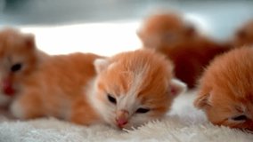 Newborn baby red cat sleeping on funny pose. Group of small cute ginger kitten. Sleep cozy nap time. Comfortable pets sleep at cozy home. Cute funny home pets. Domestic animal Young kittens. 4k video