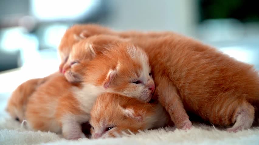 Newborn baby red cat sleeping on funny pose. Group of small cute ginger kitten. Sleep cozy nap time. Comfortable pets sleep at cozy home. Cute funny home pets. Domestic animal Young kittens. 4k video | Shutterstock HD Video #1104319815