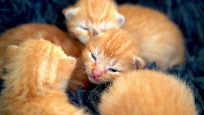 Newborn baby red cat sleeping on funny pose. Group of small cute ginger kitten. Sleep cozy nap time. Comfortable pets sleep at cozy home. Cute funny home pets. Domestic animal Young kittens. 4k video | Shutterstock HD Video #1104319821