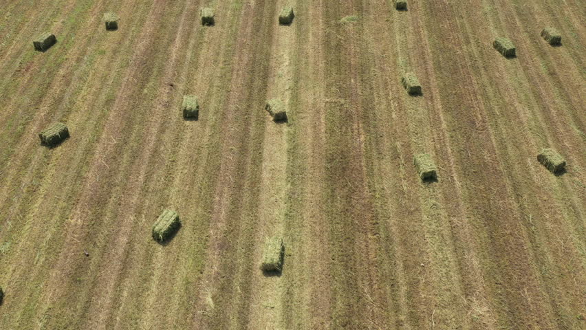 Aerial shot of alfalfa or lucerne hay bales in field from drone pov, high angle view