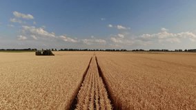 Drone footage captures a golden wheat field ready for harvest under the clear blue skies of Ukraine