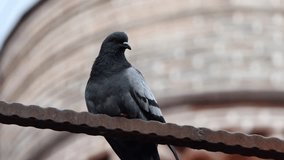a pigeon on a fence. 4k video footage