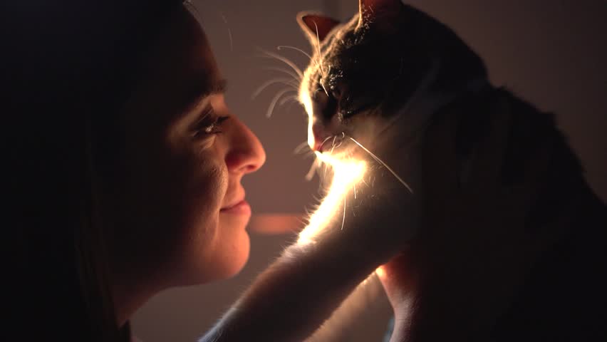 Woman kissing and petting sleeping cat indoor at home. Adorable, cute Kitten enjoy being pet and kissed by his owner