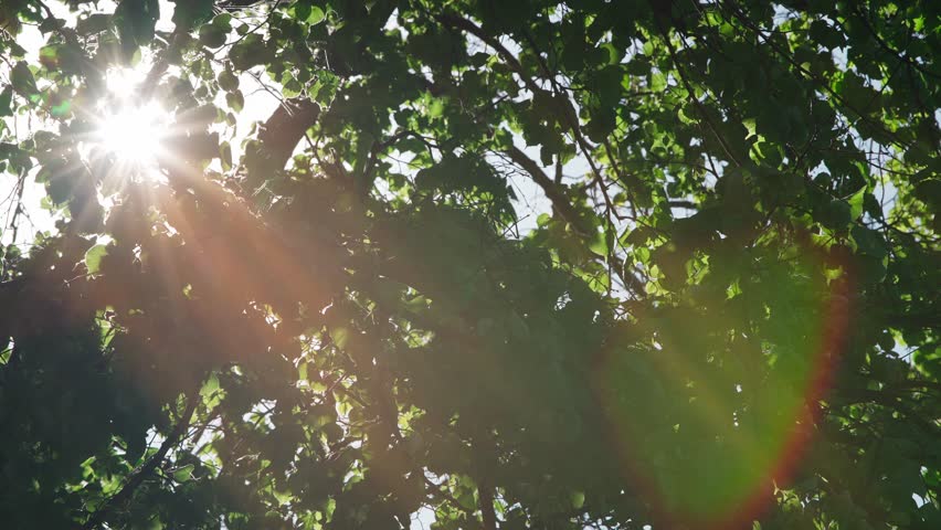 Sun Rays Through Trees Leaves. Sunbeams and Foliage. Green Season. Green Leaves Waving in Wind, Slow Motion. Bright Sun and Green Tree Branches. Warm Spring Weather. Early Summer Daylight. Lens Flares Royalty-Free Stock Footage #1104332251
