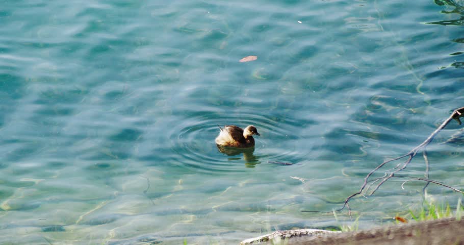 Duckling swimming in the lake