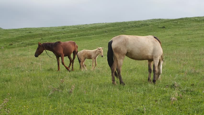 Three horses grazing on a green lawn in the mountains. A young horse cub gallops across the lawn playfully and cheerfully. Ginger foal gallops merrily across the grass close to its parents horses.