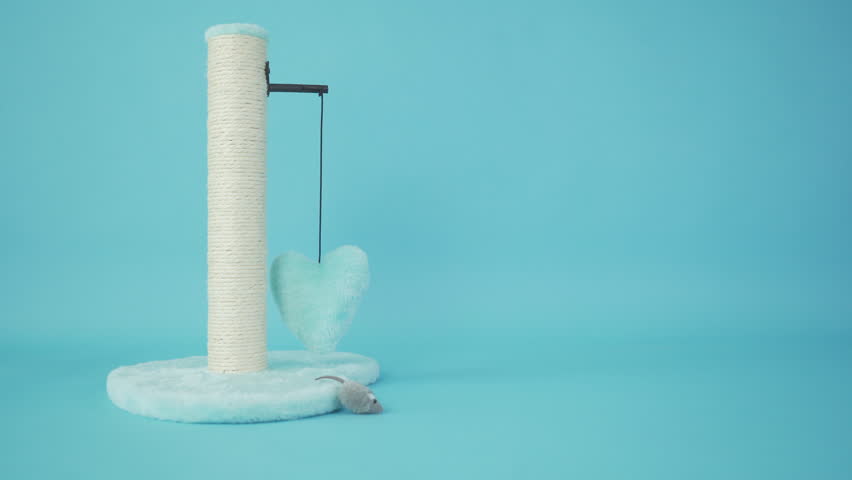 cats toys background with copy space 