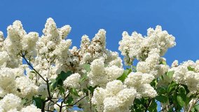 Lilac white flowers branch bouquet on blue sky, 4K footage clip