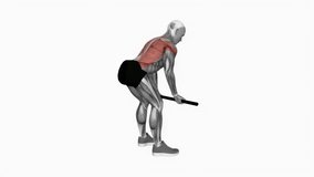 Bent-over Row with light bar fitness exercise workout animation male muscle highlight demonstration at 4K resolution 60 fps crisp quality for websites, apps, blogs, social media etc.