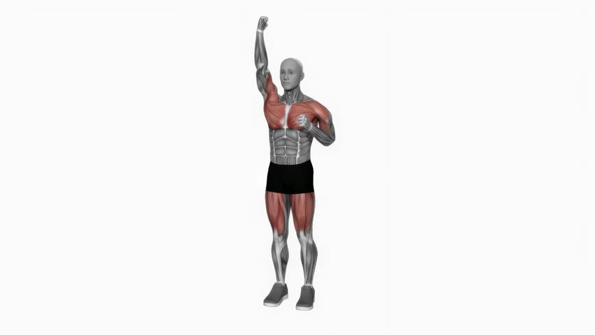 Air punches March fitness exercise workout animation male muscle highlight demonstration at 4K resolution 60 fps crisp quality for websites, apps, blogs, social media etc.