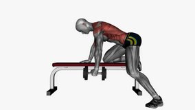 single arm bench bent over row fitness exercise workout animation male muscle highlight demonstration at 4K resolution 60 fps crisp quality for websites, apps, blogs, social media etc.