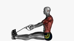 seated resistance band - cable rows 
fitness exercise workout animation male muscle highlight demonstration at 4K resolution 60 fps crisp quality for websites, apps, blogs, social media etc.