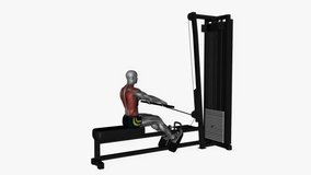 seated normal grip row machine fitness exercise workout animation male muscle highlight demonstration at 4K resolution 60 fps crisp quality for websites, apps, blogs, social media etc.