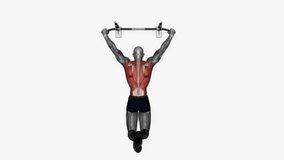 pull up wide grip fitness exercise workout animation male muscle highlight demonstration at 4K resolution 60 fps crisp quality for websites, apps, blogs, social media etc.