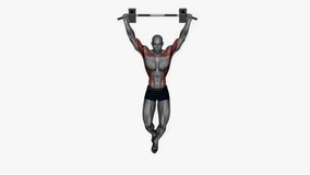 pull up wide grip front view fitness exercise workout animation male muscle highlight demonstration at 4K resolution 60 fps crisp quality for websites, apps, blogs, social media etc.