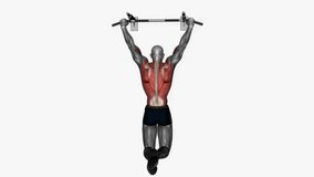 pull up normal grip fitness exercise workout animation male muscle highlight demonstration at 4K resolution 60 fps crisp quality for websites, apps, blogs, social media etc.