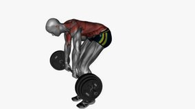 Pendlay row fitness exercise workout animation male muscle highlight demonstration at 4K resolution 60 fps crisp quality for websites, apps, blogs, social media etc.
