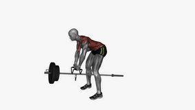 Landmine row fitness exercise workout animation male muscle highlight demonstration at 4K resolution 60 fps crisp quality for websites, apps, blogs, social media etc.