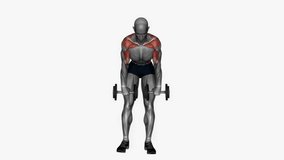 dumbbells bent over row pronated grip fitness exercise workout animation male muscle highlight demonstration at 4K resolution 60 fps crisp quality for websites, apps, blogs, social media etc.