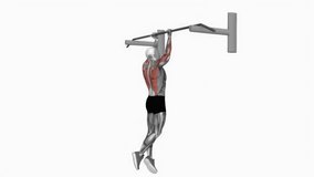 chin up fitness exercise workout animation male muscle highlight demonstration at 4K resolution 60 fps crisp quality for websites, apps, blogs, social media etc.
