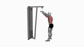 Cable Straight Arm Pulldown fitness exercise workout animation male muscle highlight demonstration at 4K resolution 60 fps crisp quality for websites, apps, blogs, social media etc.