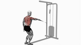 cable palm rotational row fitness exercise workout animation male muscle highlight demonstration at 4K resolution 60 fps crisp quality for websites, apps, blogs, social media etc.