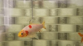 video of some gold fish in the aquarium