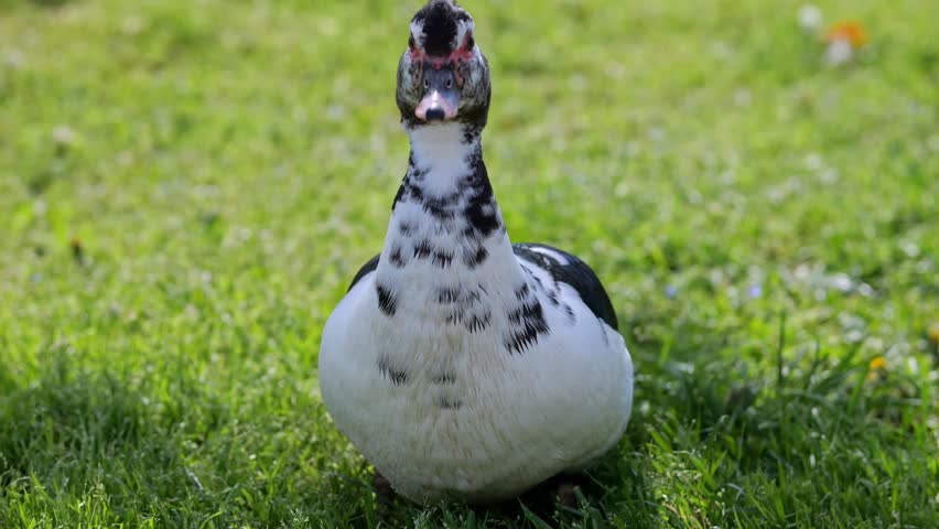 Black and white duck searching for food leftovers among green grass illuminated by sunlight. Avian pecks on farm yard looking for food Royalty-Free Stock Footage #1104347907