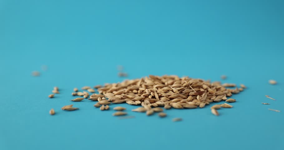 Grains of wheat poured in heap on blue background in studio | Shutterstock HD Video #1104350181
