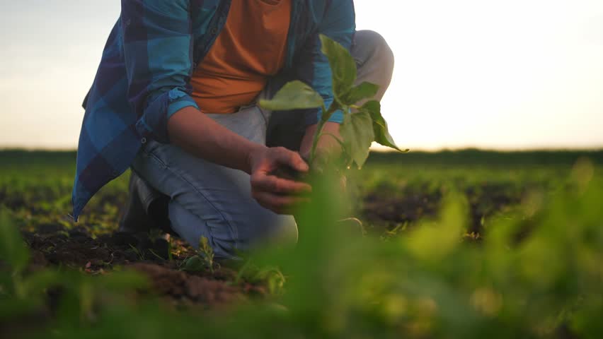 Agriculture. farmer hands lowered plant growing plant. business ecology agriculture gardening concept. farmers hands plant soil with a plant. eco farming concept at sunset life Royalty-Free Stock Footage #1104352549