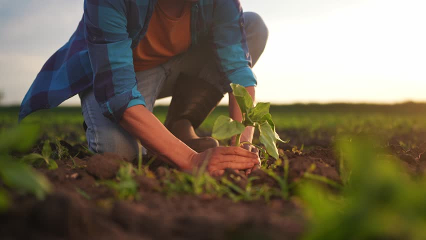Agriculture. farmer hands lowered plant growing plant. business ecology agriculture gardening concept. farmers hands plant soil with a plant. eco farming concept at sunset life | Shutterstock HD Video #1104352549