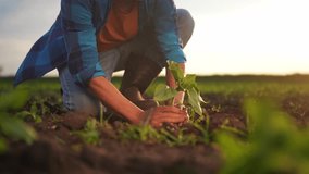 Agriculture. farmer hands lowered plant growing plant. business ecology agriculture gardening concept. farmers hands plant soil with a plant. eco farming concept at sunset life - Powered by Shutterstock - Get 15% off with code: PIKWIZARD15