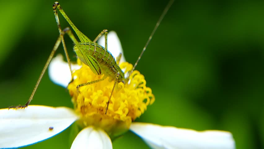Phaneroptera nana, common name southern sickle bush-cricket, is a species in the family Tettigoniidae and subfamily Phaneropterinae.