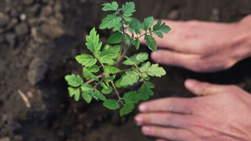 Agriculture. Tiny sprout in hands of farmer. Important role of soil for healthy plants and bountiful harvest.Farmer hands gently care for soil, creating conditions for growth and development of sprout Royalty-Free Stock Footage #1104355073