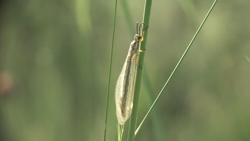 View in wildlife insect macro. Adult antlion. Distoleon tetragrammicus is species of antlion in the subfamily Myrmeleontinae 