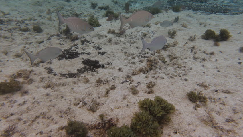 Silver tropical fish swimming in clear Caribbean water