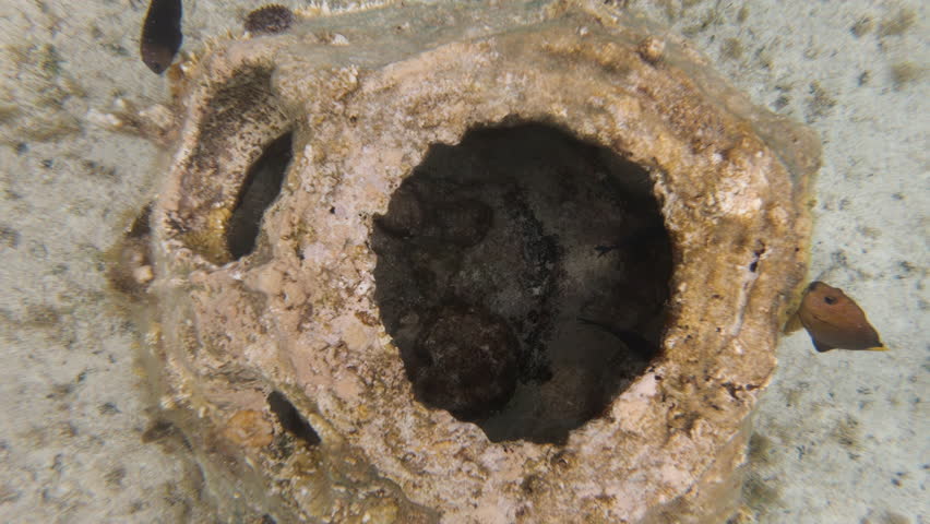 Fish swimming around man made coral reef