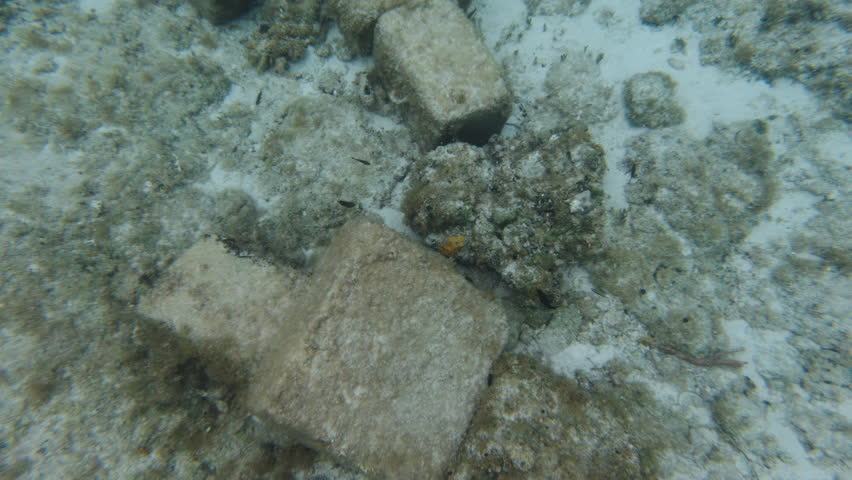 Underwater concrete blocks with dozens of small tropical fish swimming