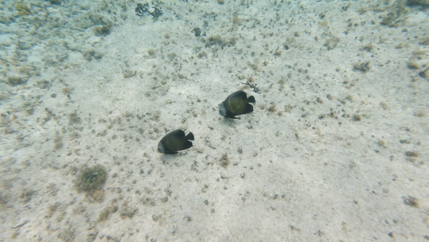 Two tropical fish feeding on the ocean floor in clear water