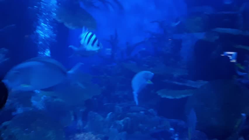 Fish swimming in aquarium Thailand | Shutterstock HD Video #1104359693