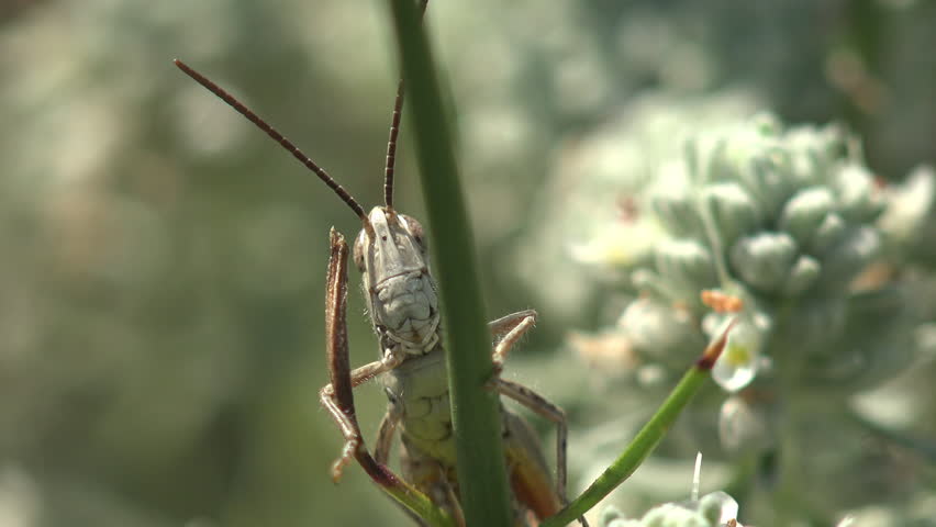 Grasshopper sits on a green branch of grass and looks out, insect macro view