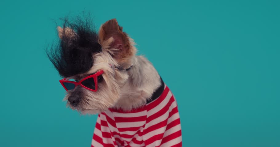 old Yorkshire terrier dog with sunglasses wearing punk wig and keeping teen spirit alive while looking to side and sitting on blue background Royalty-Free Stock Footage #1104360081