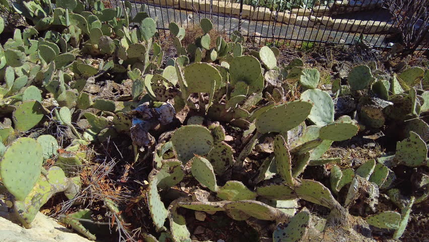 Looking from Cactus Up to the Natural Entrance to Carlsbad Caverns