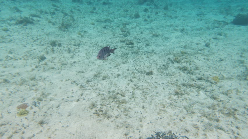 Striped tropical fish swimming in clear Caribbean water