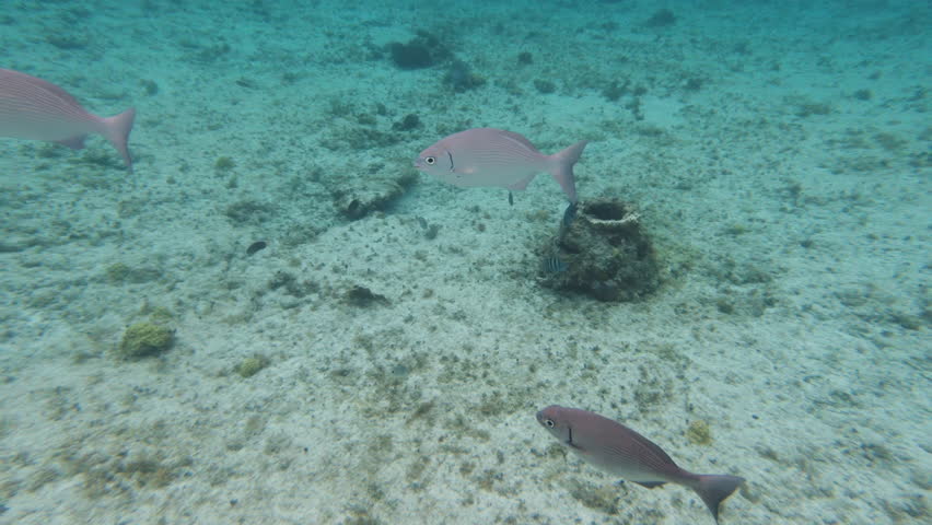 Snorkeling POV follows a group of tropical fish in clear water